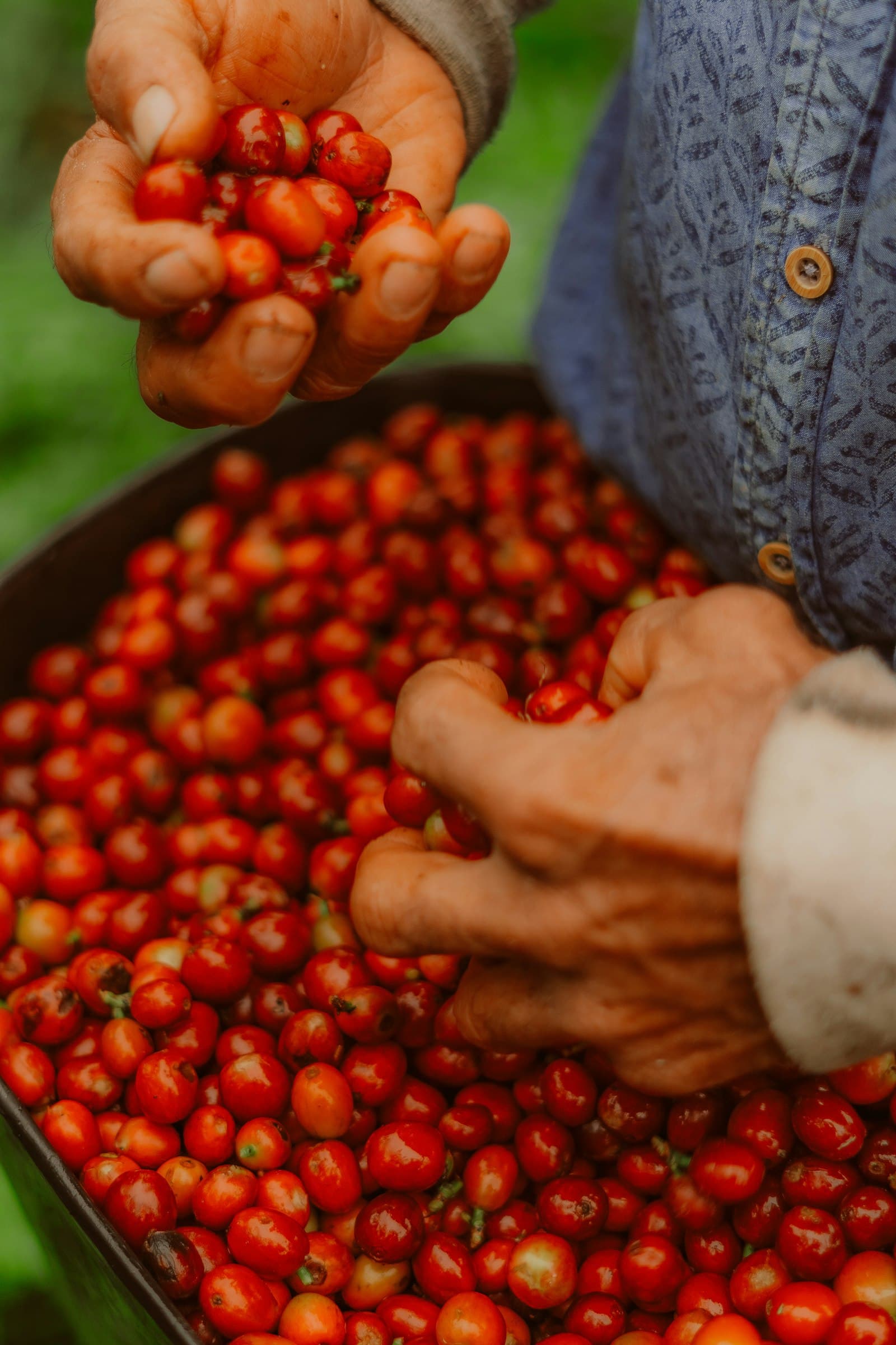 A picker's hands sorting ripe red coffee cherry above a full basin